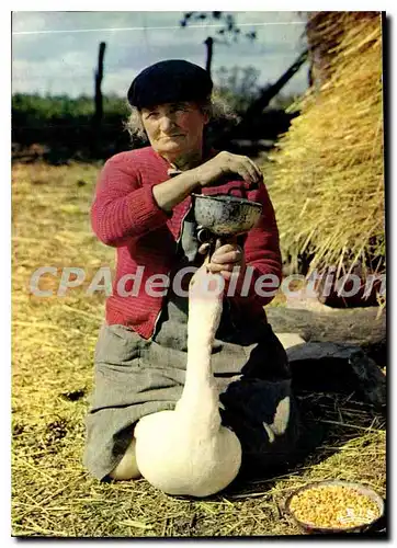 Cartes postales moderne En Gascogne Gaveuse D'Oie