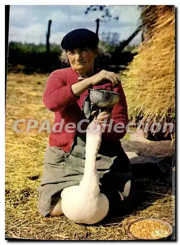 Cartes postales moderne En Gascogne Gaveuse D'Oie