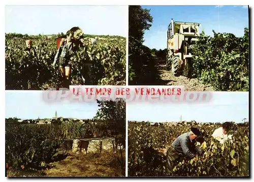 Cartes postales moderne Maraussan Terre De Vignobles