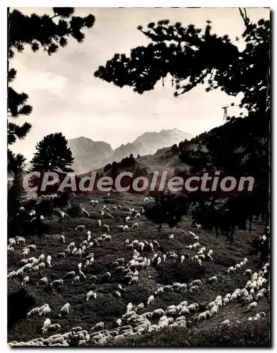 Cartes postales moderne Chamrousse Moutons En Alpage