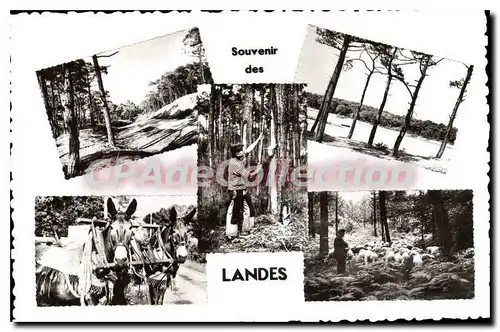 Cartes postales Landes La Route En Foret Le Courant