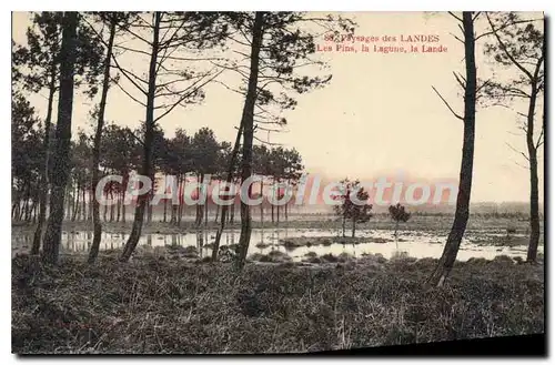 Cartes postales Landes Les Pins La Lagune