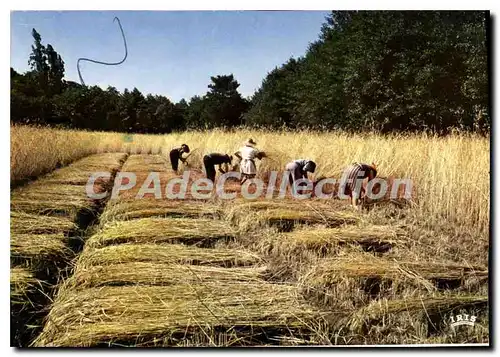 Cartes postales moderne Parc Naturel Regional Des Landes De Gascogne Luxey sciage du seigle