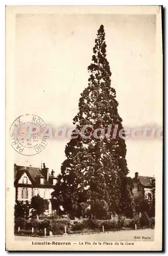 Cartes postales Lamotte Beuvron Le Pin de la Place de la Gare