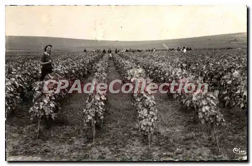 Cartes postales Vendanges Em Champagne