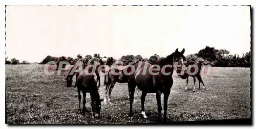 Cartes postales Haras Du Pin Pur Sang