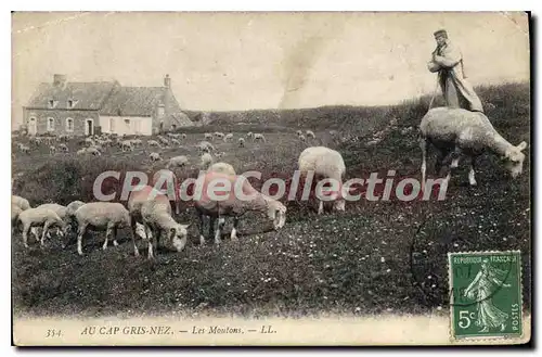 Cartes postales Au Cap Gris Nez Les Moutons