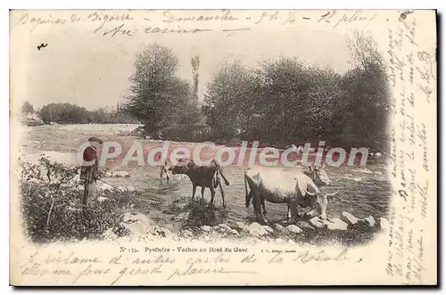 Ansichtskarte AK Pyrenees Vaches Au Bord Du Gave