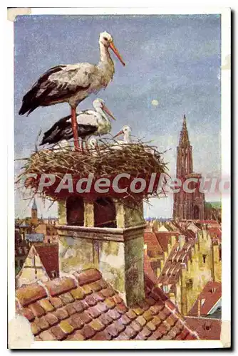 Cartes postales Nid De Cigognes