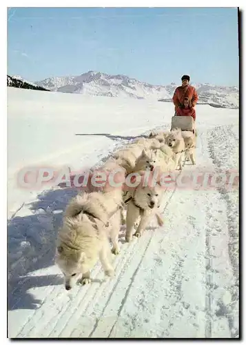 Cartes postales moderne Attelage Du Grand Nord chiens traineau