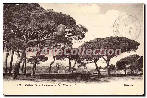 Cartes postales Cannes La Bocca Les Pins