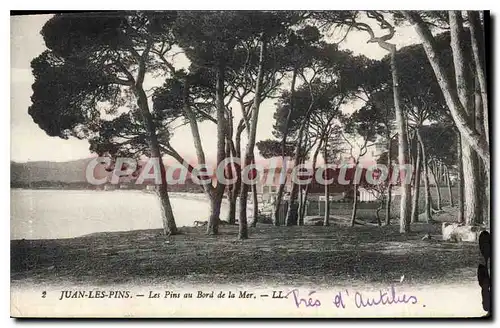 Cartes postales Juan Les Pins Les Pins Au Bord De La Mer