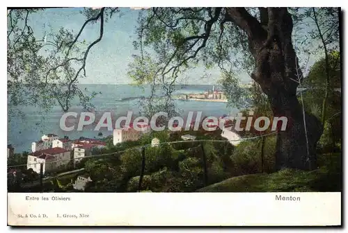 Cartes postales Menton Entre Les Oliviers