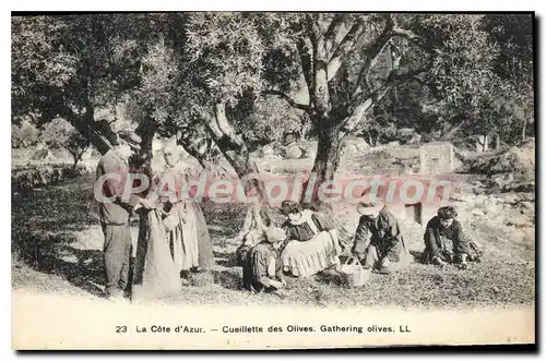 Cartes postales cueillette des olives c�te d'azur