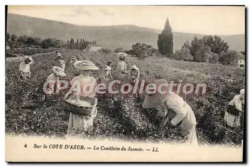 Cartes postales cueillette du jasmin c�te d'azur