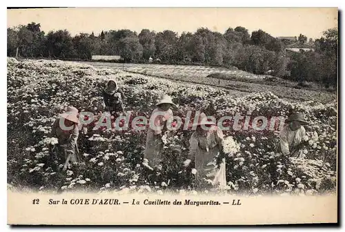 Cartes postales cueillette des marguerites c�te d'azur