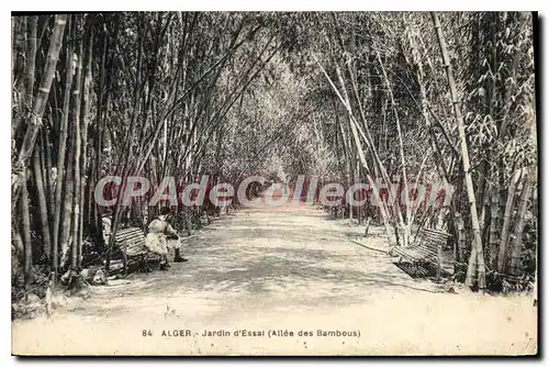Cartes postales ALGER jardin d'essai all�e des bambous