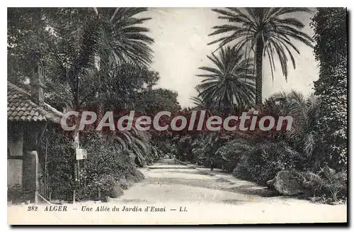 Cartes postales ALGER une all�e du jardin d'essai