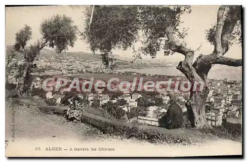 Cartes postales ALGER � travers les oliviers
