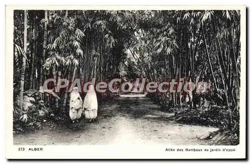 Cartes postales ALGER jardin d'essai all�e des bambous