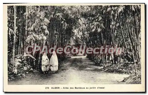 Cartes postales ALGER all�e des bambous au jardin d'essai