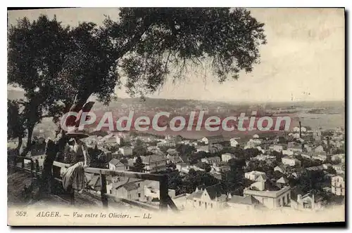 Cartes postales ALGER vue entre les oliviers