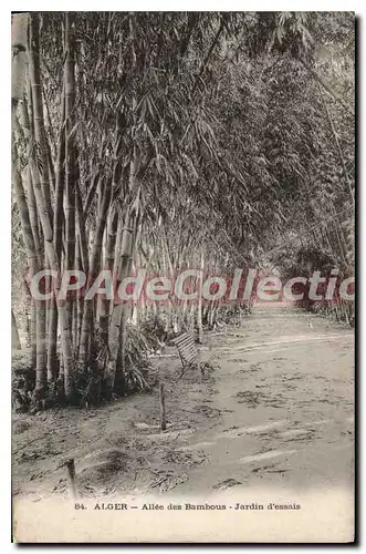 Cartes postales ALGER all�e des bambous au jardin d'essai