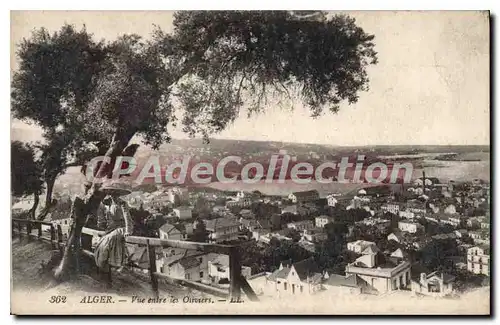 Cartes postales ALGER vue entre les oliviers