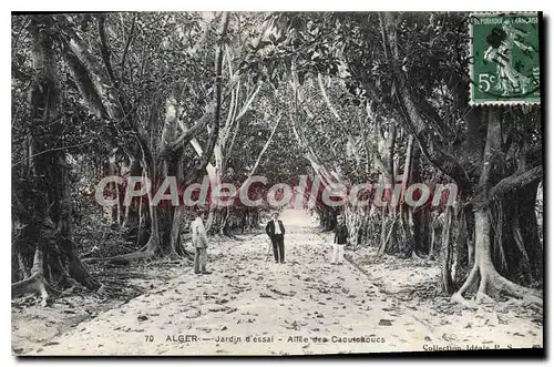 Cartes postales ALGER all�e des Caoutchoucs au jardin d'essai