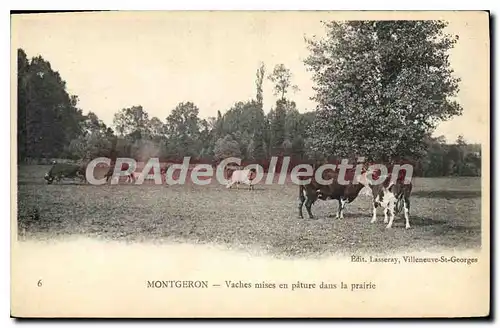 Cartes postales Montgeron Vaches Mises En Pature Dans La Prairie