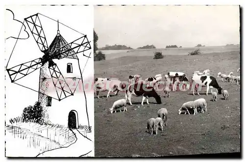 Cartes postales Montfermeil Les Moutons Et Le Moulin