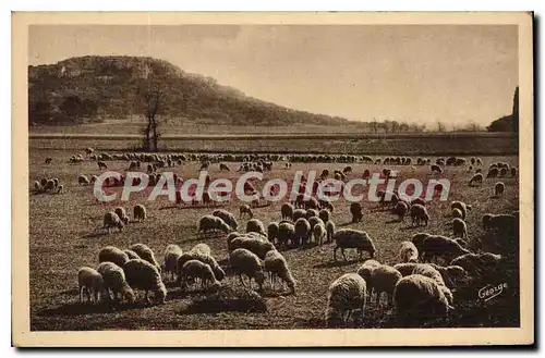 Cartes postales En Provence Troupeau De Moutons Au Pied De La Montagne des Cordes