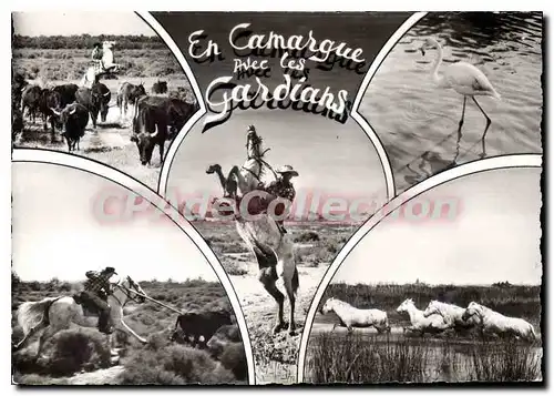 Cartes postales moderne En Camargue Les Avec les gardians