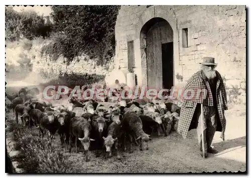 Cartes postales moderne Les Belles Images De Provence vieux berger