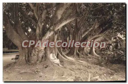 Cartes postales Alger Vue Dans Le Jardin D'Essai