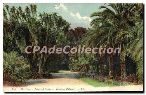 Ansichtskarte AK Alger Jardin D'Essai Yuccas Et Palmiers