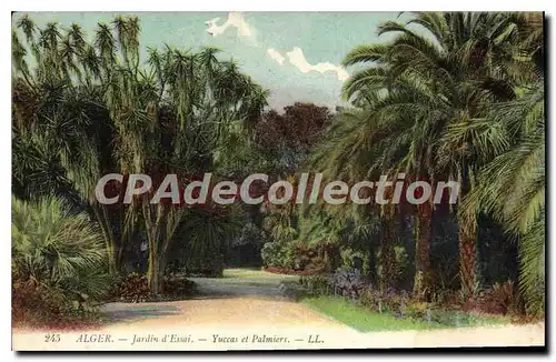 Cartes postales Alger Jardin D'Essai Yuccas Et Palmiers