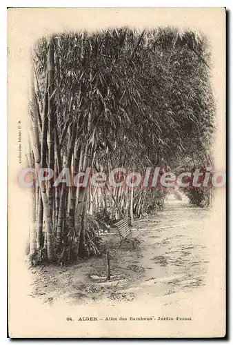 Cartes postales Alger Allee Des Bambous Jardin D'Essai