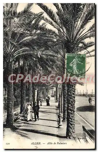 Cartes postales Alger Allee De Palmiers