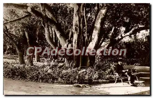 Cartes postales Alger Jardin D'Essai Ficus