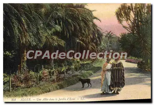 Cartes postales Alger Une Allee Dans Le Jardin D'Essai
