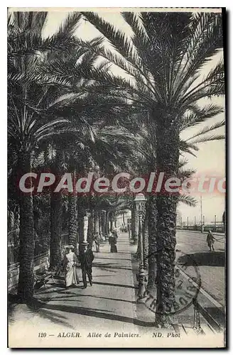 Cartes postales Alger Allee De Palmiers