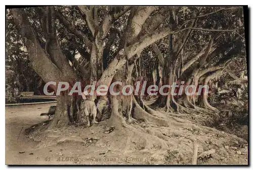 Cartes postales Alger Vue Dans Le Jardin d'essai
