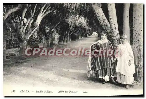 Cartes postales Alger Jardin D'Essai Allee Des Fyuccas