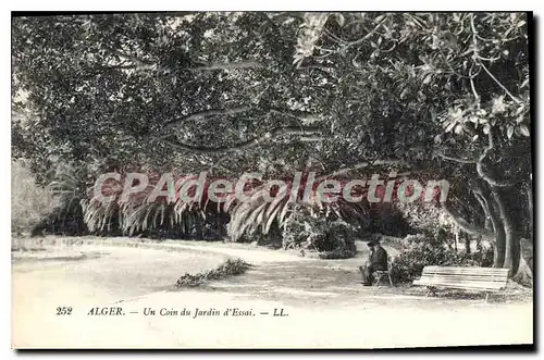 Cartes postales Alger Un Coin Du Jardin D'Essai