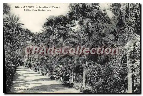 Cartes postales Alger Jardin D'Essai Allee Des palmiers