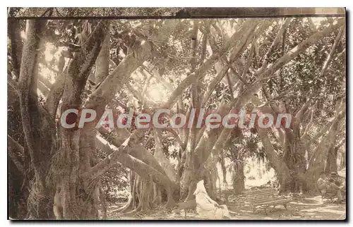 Cartes postales Alger jardin d'essai rond point des ficus