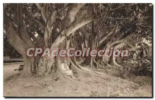 Cartes postales Alger Vue Dans Le Jardin D'Essai