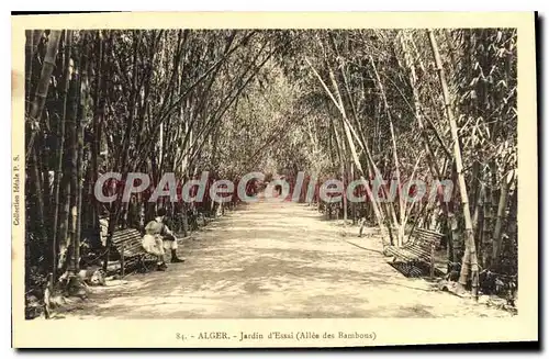 Cartes postales Alger Jardin D'Essai allee Des bambous