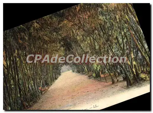 Cartes postales Alger Jardin D'Essai allee Des bambous